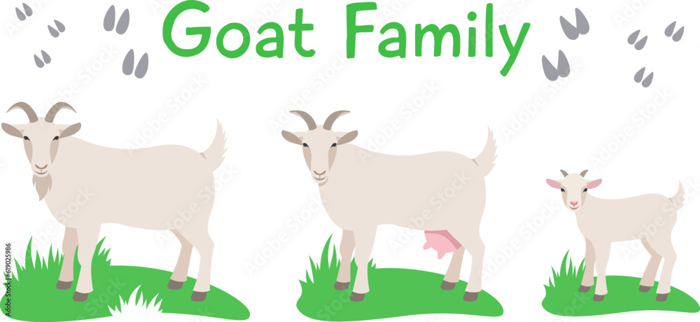Goat family with kid standing on grass. Flat vector cartoon illustration. Isolated on white. Domestic farm livestock animals family, mature male and female with offspring. Full length, side view Goat family with kid standing on grass. Flat vector cartoon illustration. Isolated on white. Domestic farm livestock animals family, mature male and female with offspring. Full length, side view