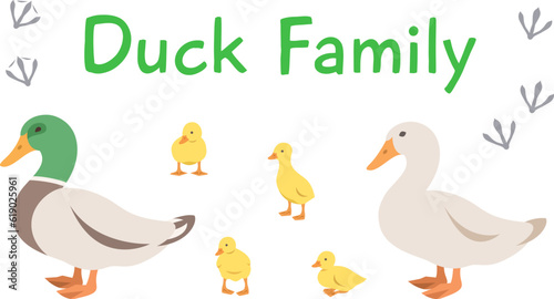 Duck  drake and ducklings in different poses. Flat vector cartoon illustration. Isolated on white. Domestic farm livestock birds family  poultry  male and female with offspring. Full length  side view