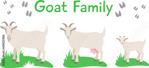 Goat family with kid standing on grass. Flat vector cartoon illustration. Isolated on white. Domestic farm livestock animals family, mature male and female with offspring. Full length, side view