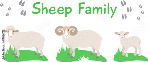 Sheep, ram and lamb standing on grass. Flat vector cartoon illustration. Isolated on white. Domestic farm livestock animals family, mature male and female with offspring. Full length, side view