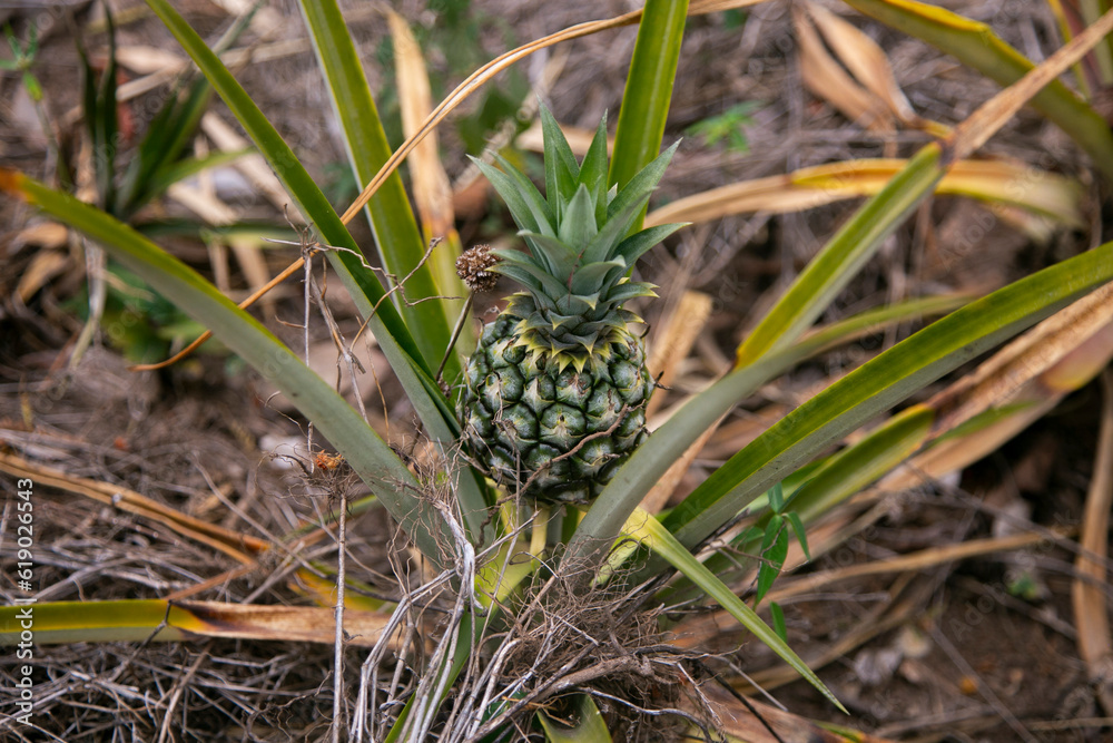 Organic pineapple plantation in the Peruvian jungle. Organic pineapple plantation in the Peruvian jungle.