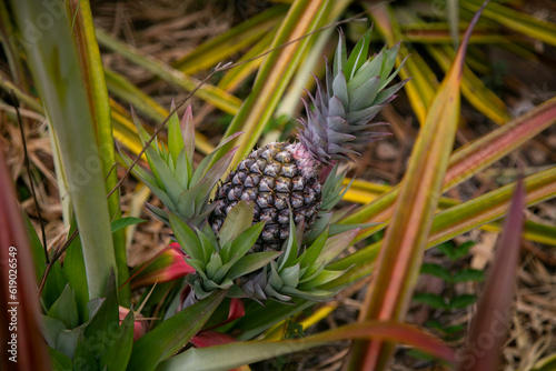 Organic pineapple plantation in the Peruvian jungle.