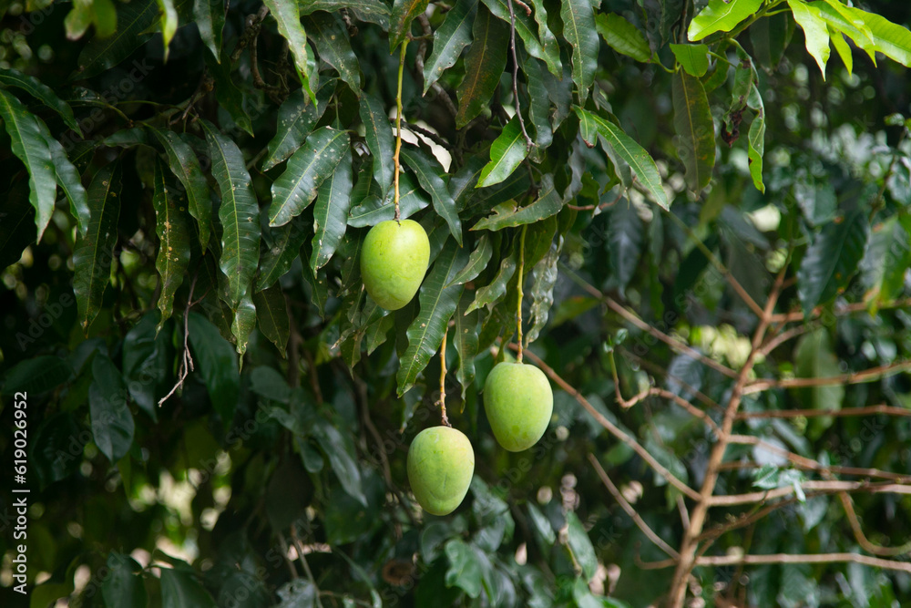 Organic mango plantation in the Peruvian jungle.