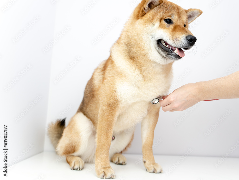 a dog with a stethoscope at a veterinarian's appointment
