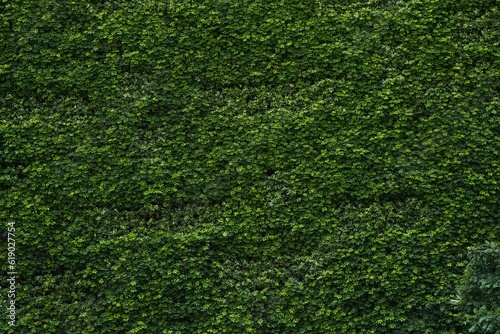 Closeup shot of details on a bright green bush hedge