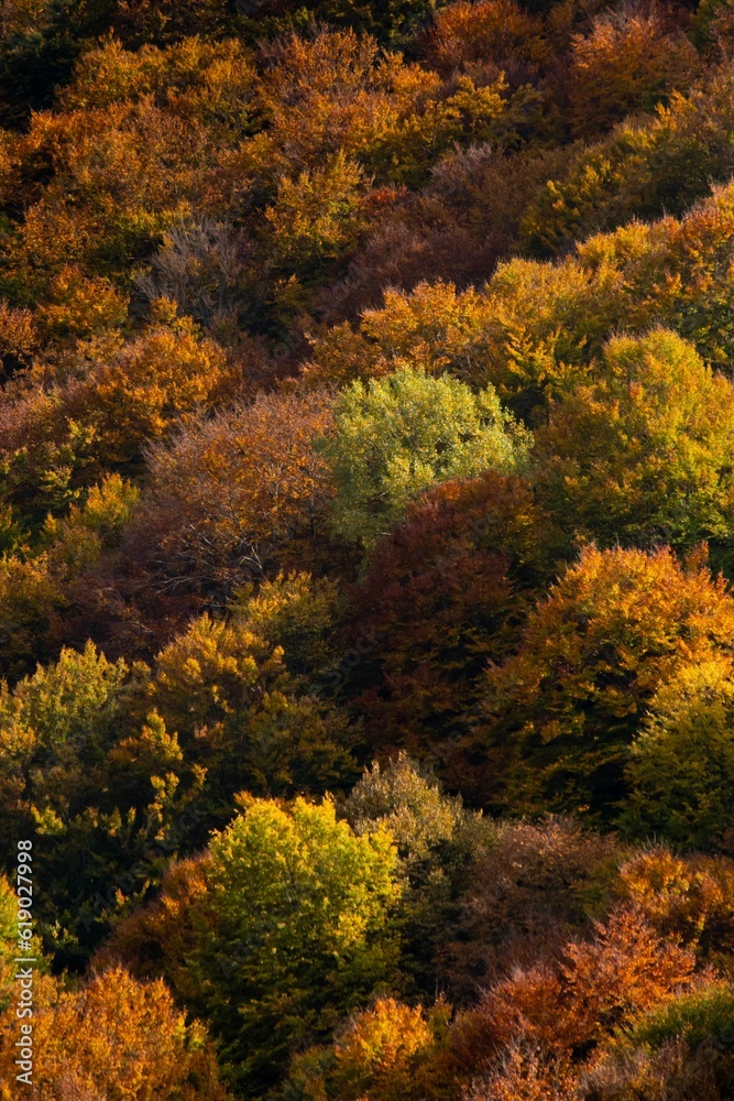 Yellow trees in the dense forest during the autumn season on a sunny day