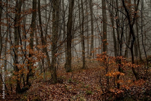 Trees in the dense forest during the autumn season on a foggy day