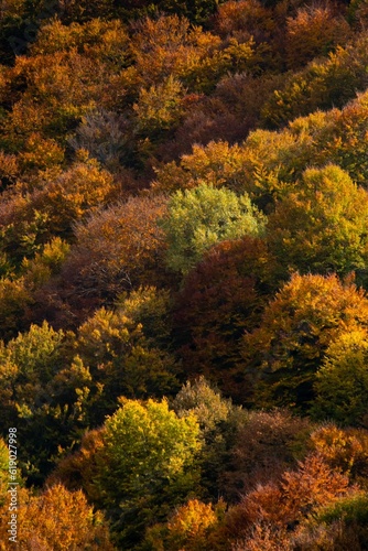 Yellow trees in the dense forest during the autumn season on a sunny day