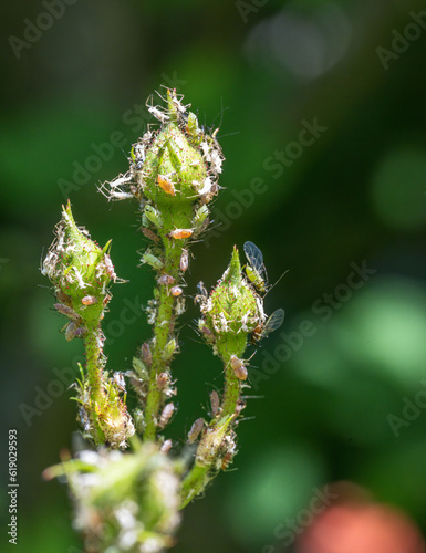 Rose buds full of lice photo