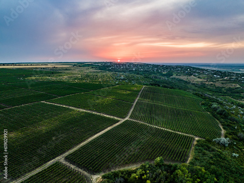 aerial view of group of runners running in vineyards during sunset