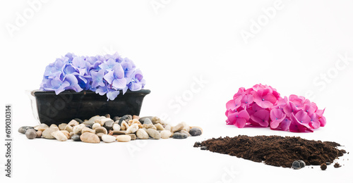 illustrazione Generative Ai con primo piano fiori di ortensia, vaso in coccio dipinto, ghiaia e terriccio su superficie bianca photo