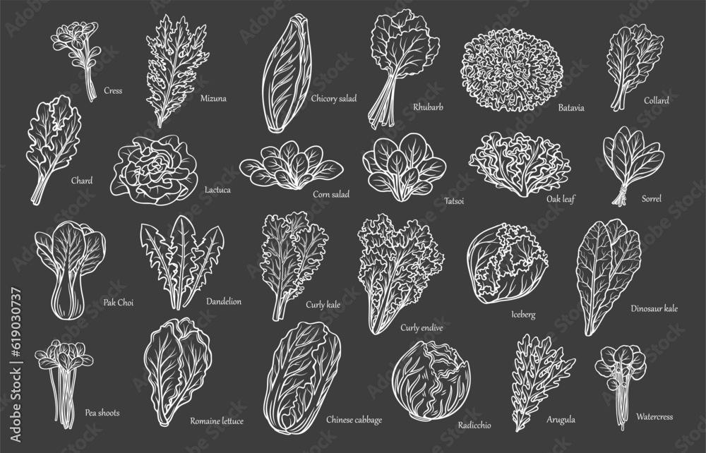 Lettuce and salad leaves outline icons set vector illustration. Hand drawn Iceberg lettuce and sorrel, curly endive and kale, pea shoots and chicory in white line leaf vegetables collection on black - obrazy, fototapety, plakaty 