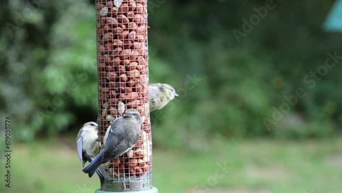 Multiple Blue tits (Cyanistes caeruleus), including young juveniles, feeding at a peanut bird feeder in a garden. natural green background - Yorkshire, UK. July photo