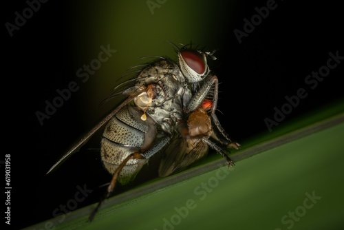 Closeup shot of a coenosia fly perched on a green leaf. photo