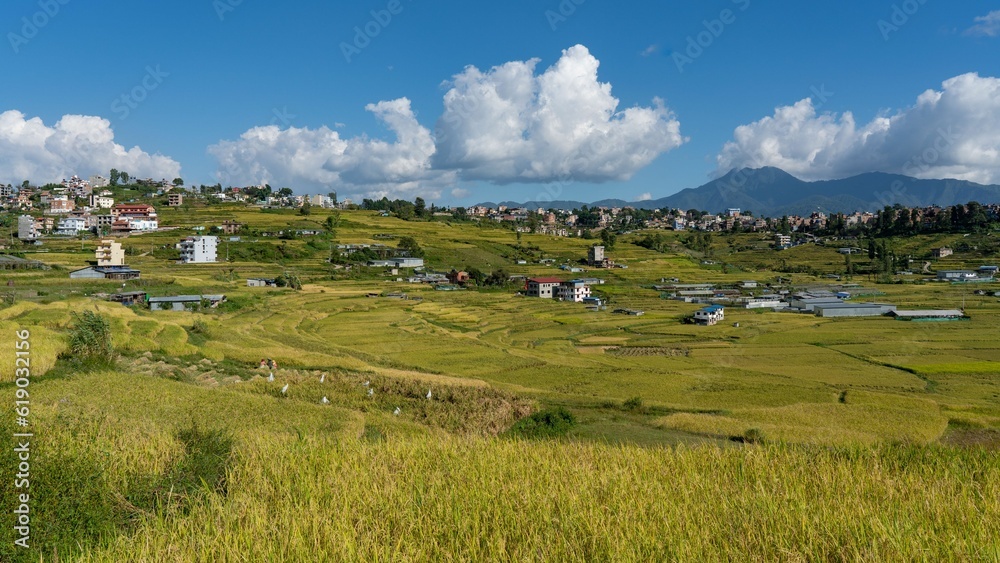 Scenic view of rice field terraces ready for harvest in Kokana, Nepal