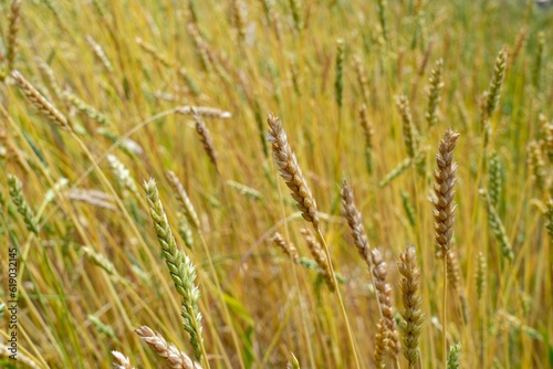 Close-up of a field of wheat plants in the countryside