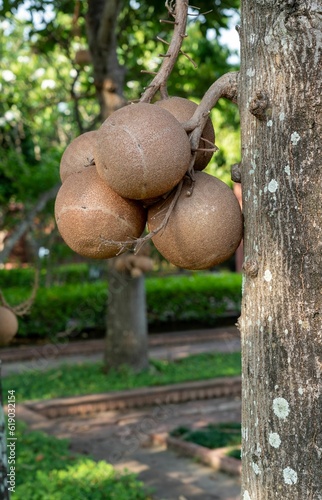 Vertical closeup of cannonballs growing on a tree