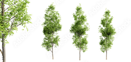 Black alder trees isolated on transparent background and selective focus close-up. 3D render. photo