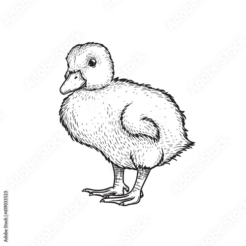 Hand drawn sketch style duckling. Cute baby duck. Poultry. Best for Easter themed designs. Retro style. Vector illustration on white.