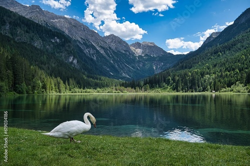 Beautiful swan in a mountainous landscape in Jagersee, Austria
