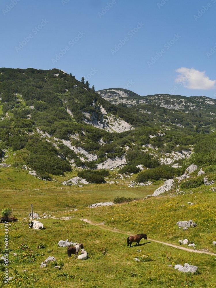 Vertical of horses grazing in the Dachstein mountains near lake Hallstatt in Salzkammergut, Austria