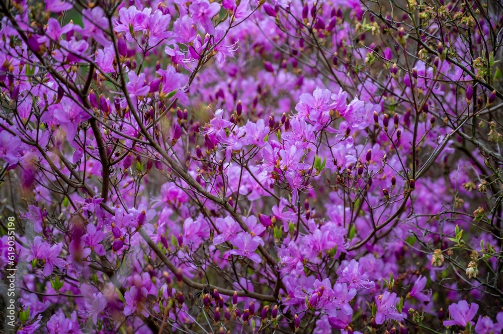 a closeup of pink blossoms on a tree