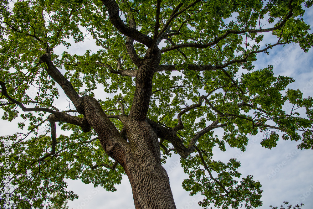 Low angle shot of green oak tree against blue cloudy sky background Low angle shot of green oak tree against blue cloudy sky background