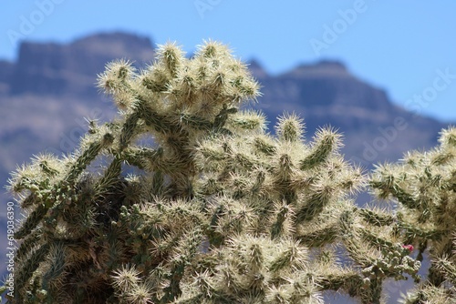 Fotografija Arizona Cholla Cactus standing tall, adorned with its formidable spines