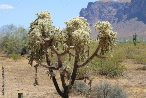 Fotografija Arizona Cholla Cactus standing tall, adorned with its formidable spines
