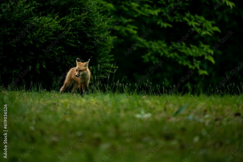 Fototapeta premium Fox sits in a field of tall grass, isolated in its environment