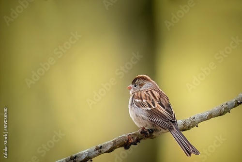 Selective focus shot of a field sparrow bird perched on a tree branch © Tennessee Photoworks/Wirestock Creators