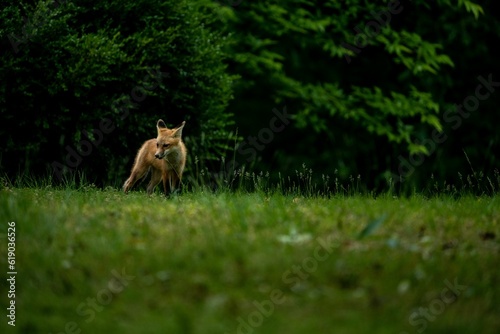 Fox sits in a field of tall grass, isolated in its environment