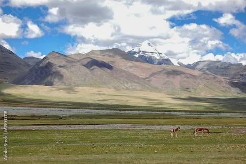 Kiangs grazing in the green steppe with grass and stones on a sunny day photo