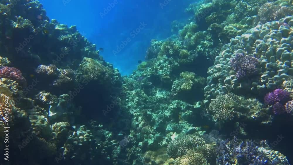 diving through an opening from the corals into a place only with sand in the sea diving through an opening from the corals into a place only with sand in the sea