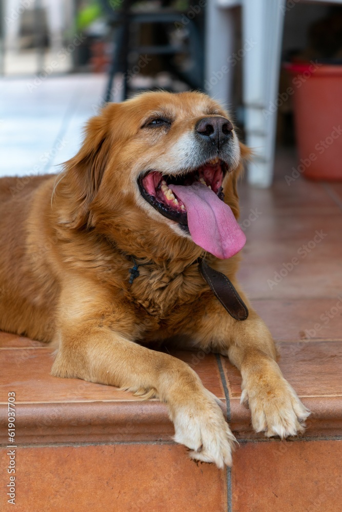 Vertical shot of an adorable brown dog with its ping tongue out on a patio