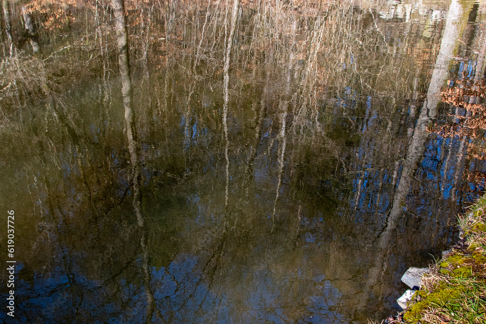 Obraz premium Bäume Spiegelung im Wasser