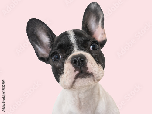 Cute puppy sitting on the table. Studio shot. Isolated background. Clear, sunny day. Close-up, indoors. Day light. Concept of care, education, obedience training and raising pets