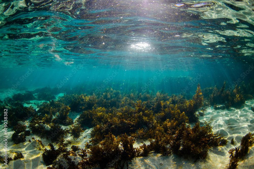 Light rays over kelp seaweed underwater.