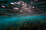 Group of fish under the light rays underwater.
