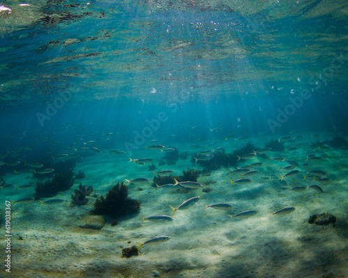 School of fish swimming in clear blue water.