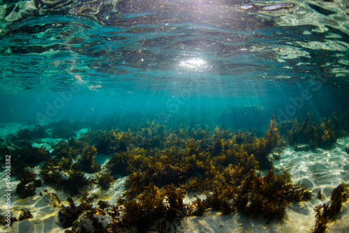 Light rays over kelp seaweed underwater. © AlexandraDaryl
