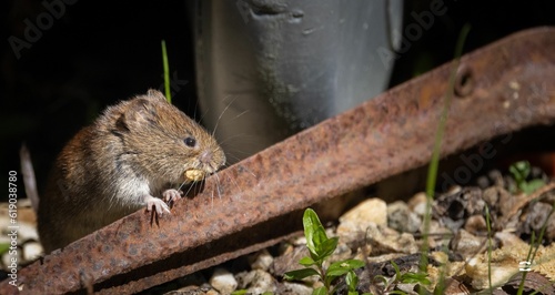 A closeup shot of a small field vole scurrying around in a garden photo