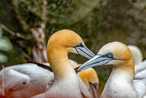 Foto Northern gannet birds (Morus bassanus) in the park