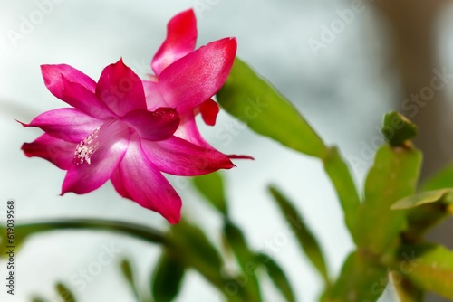 Closeup shot of vibrant red Schlumbergera flowers.