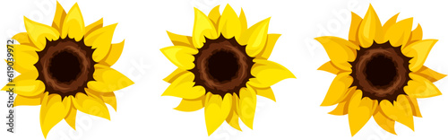 Sunflowers. Set of three orange and yellow sunflowers isolated on a white background. Vector illustration