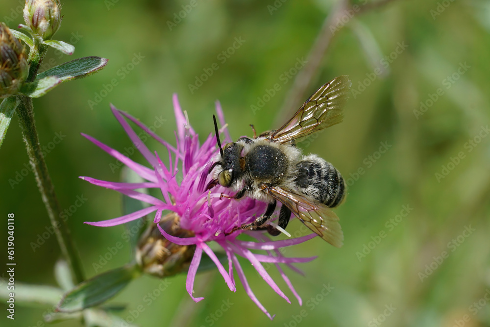 Closeup shot of a male Mediterranean golden-tailed wood-boring bee, Lithurgus chrysurus collecting pollen on a purple Centaurea flower - obrazy, fototapety, plakaty 