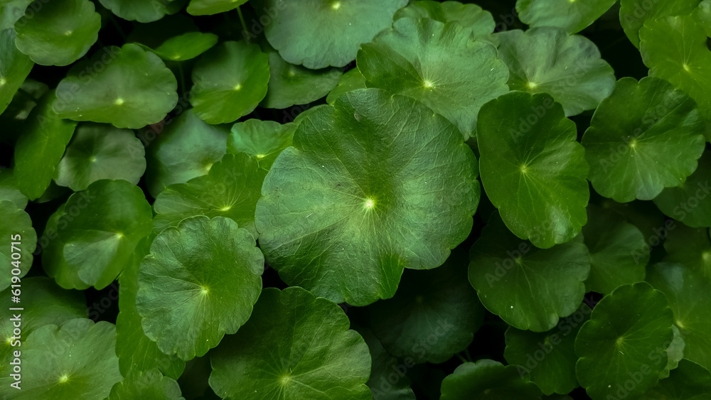 forest, green grass, centella asiatica, medicinal plant forest, green grass, centella asiatica, medicinal plant