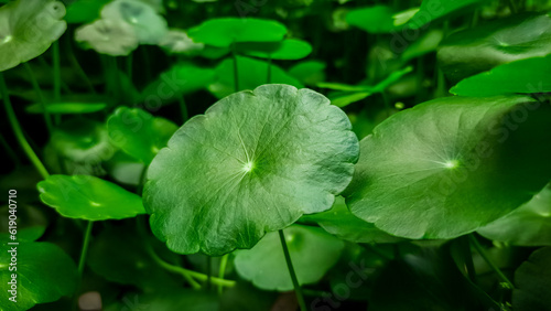 forest, green grass, centella asiatica, medicinal plant