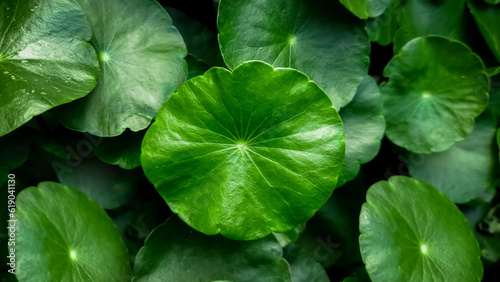 forest, green grass, centella asiatica, medicinal plant photo