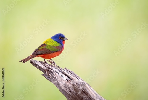 Painted Bunting bird perched on a piece of wood photo